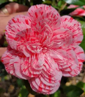 Japonica Les Marbury Camellia Flower Plant & Tree (1.5-3.5 Ft Height) For Your Sweet Home Garden (Pack Of 1) Buy @ ₹499