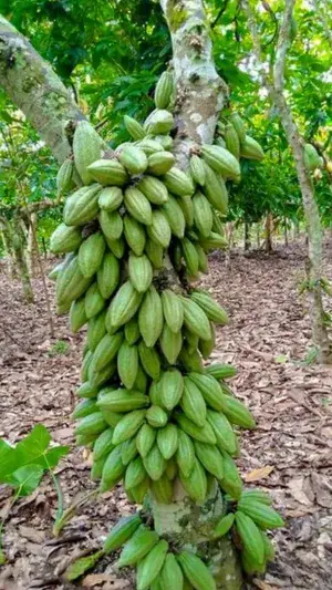 Greenery Nursery® Cocoa Live Fruit Plant & Trees (1.5-3.5 Ft Height) Rare Hybrid Dwarf Cocoa Plant (Pack of 1) Buy @ ₹499