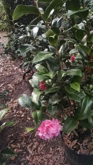 Camellia (Japonica Volunteer) Flowering Live Plant & Tree (1.5-2 Ft Size) For Shrub/Bush/Home Decoration /Gardening (Pack Of 1) Buy @ ₹499