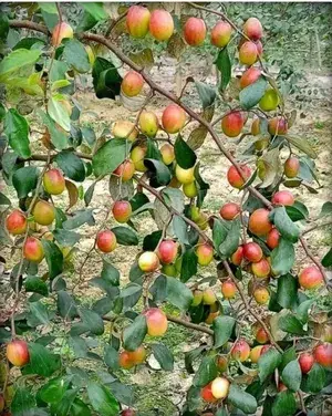 Kashmiri Red Ber Apple Delicious Fruit Plant & Tree (1.5-3.5 Ft Height) For Gardening, Pack Of 1 Buy @ ₹399