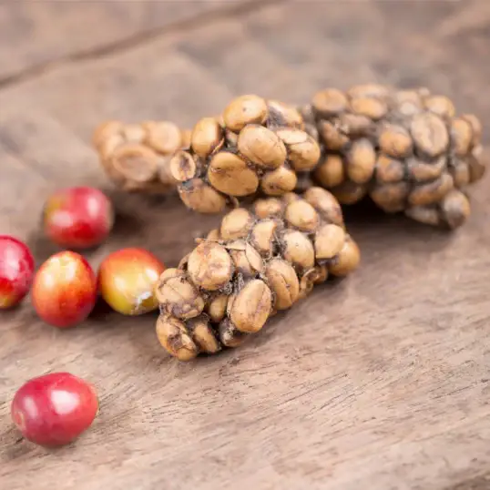 Buy  Kopi Luwak Coffee