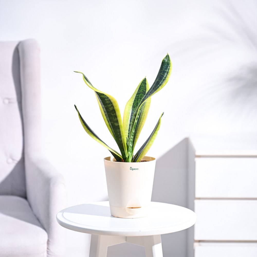 Snake Plant - Futura Superba