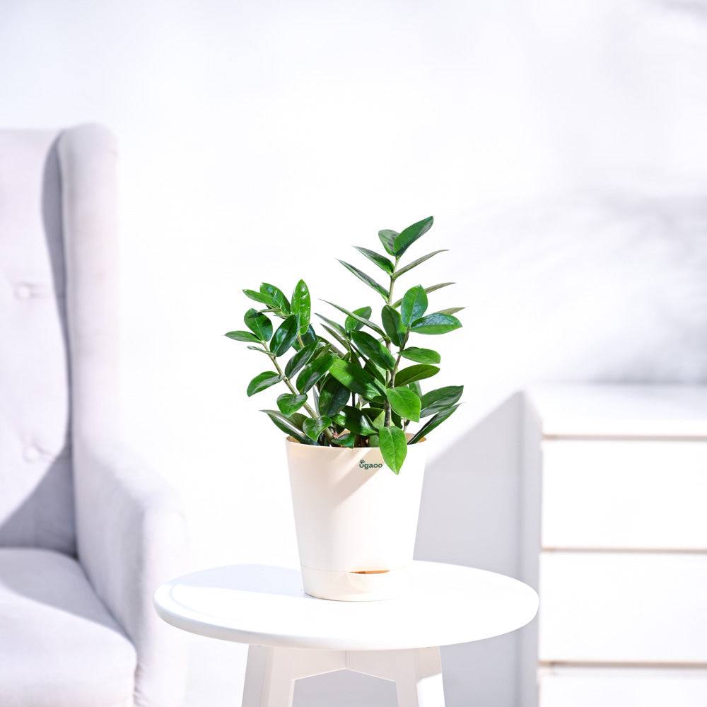 ZZ Plant