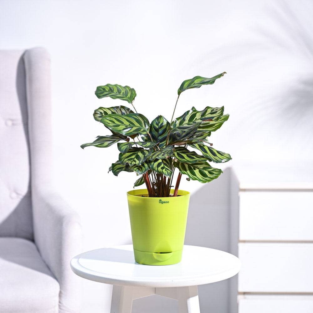 Peacock Plant