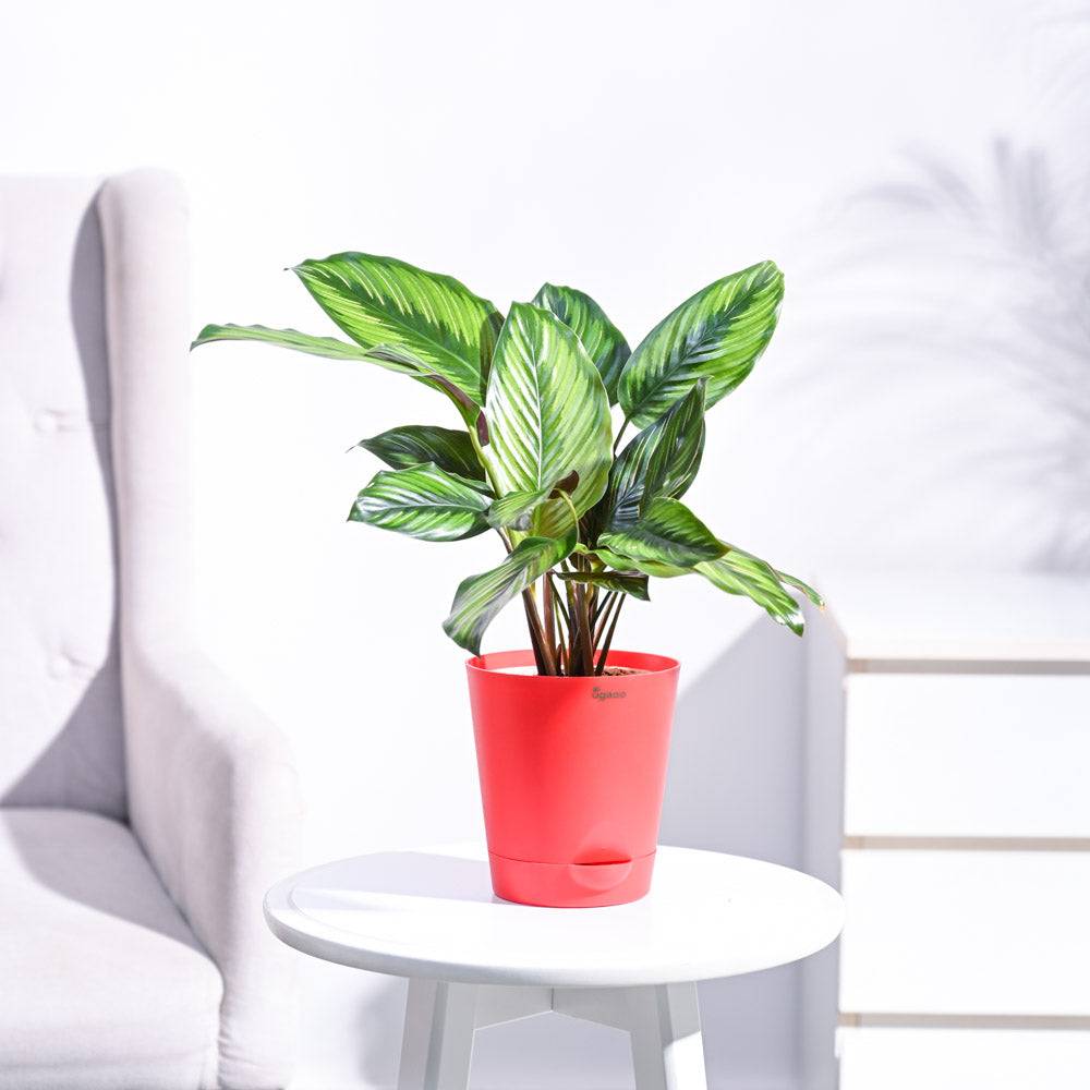 Calathea Pinstripe Plant