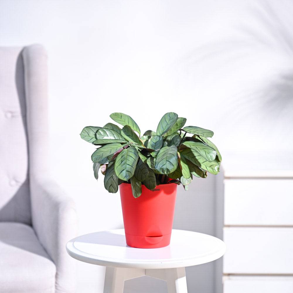 Calathea Prayer Plant - Medium