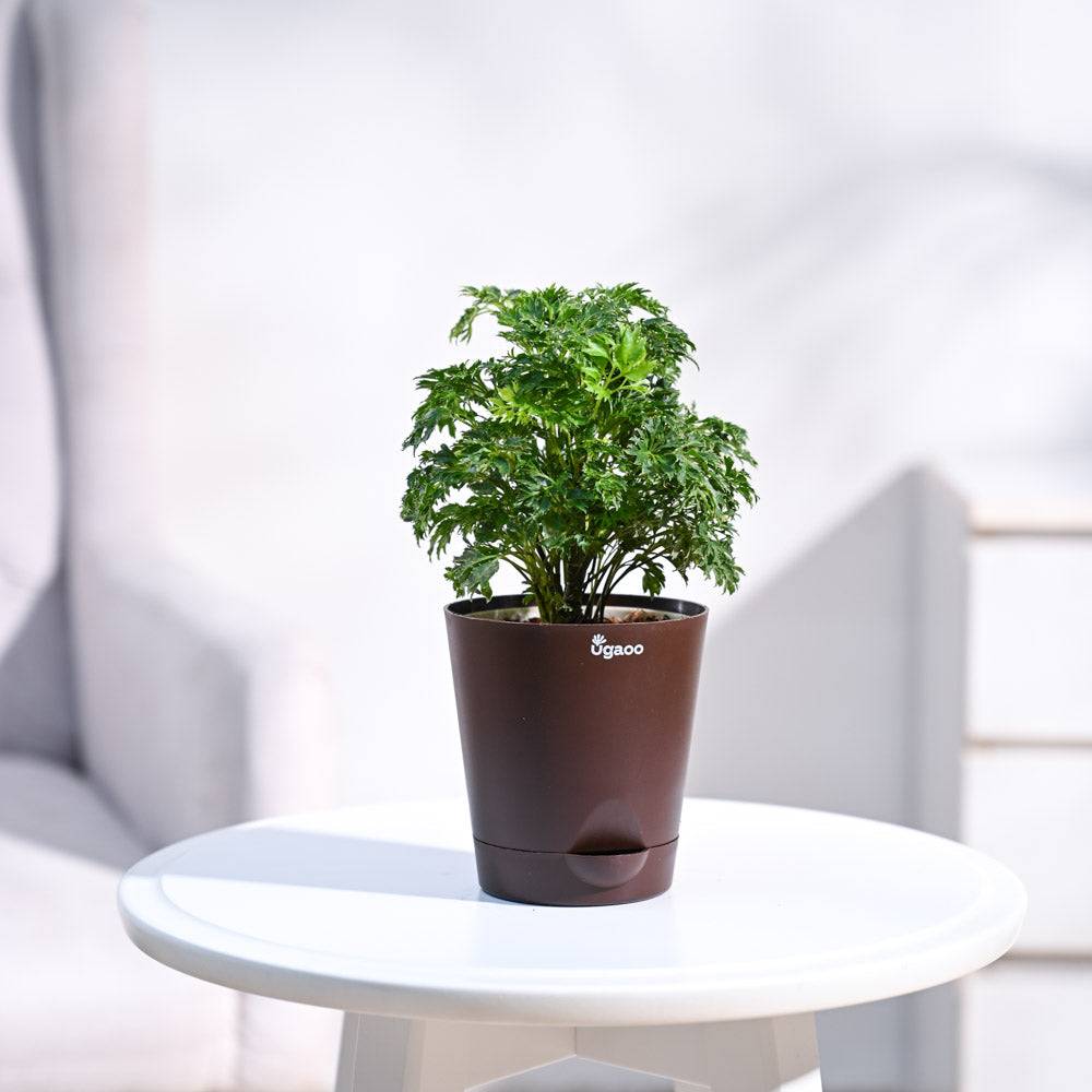 Aralia Golden Plant
