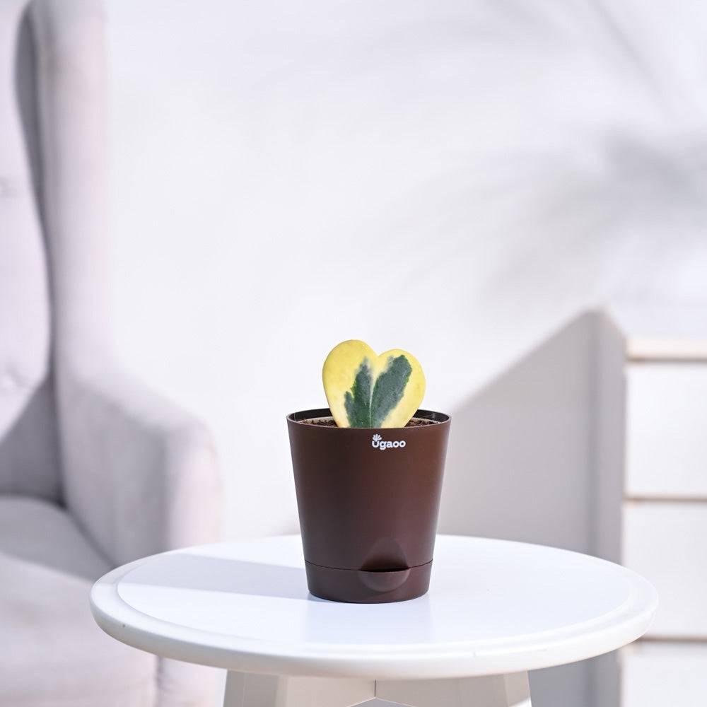 Heart Hoya Plant - Variegated