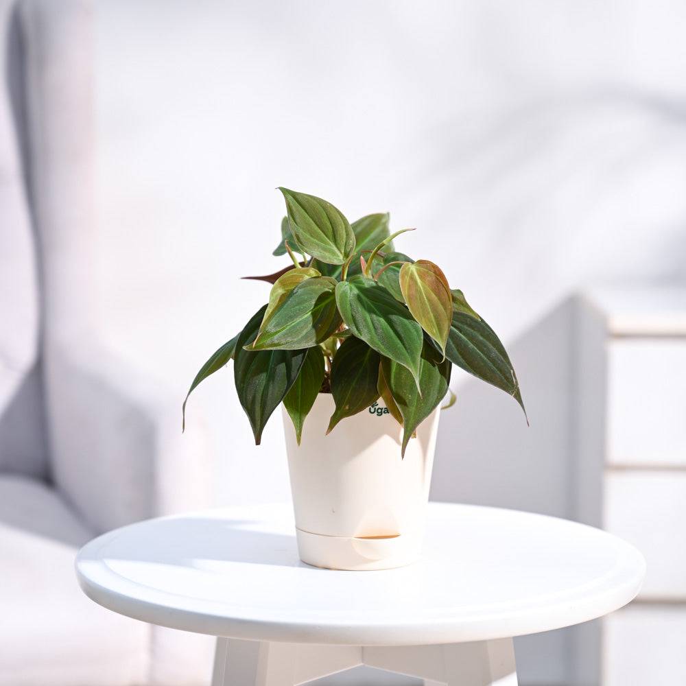 Philodendron Micans Plant
