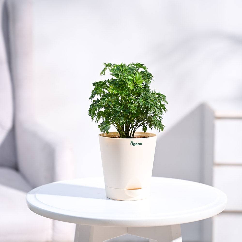 Aralia Golden Plant