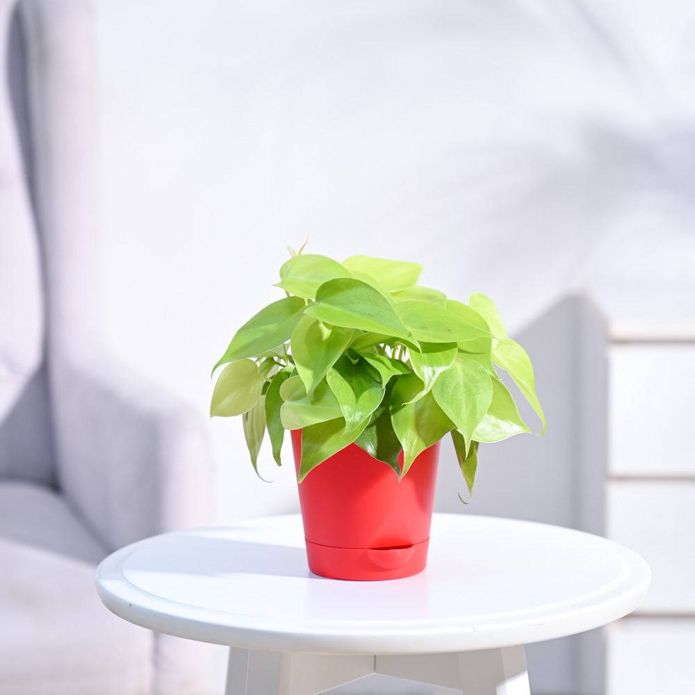 Philodendron Oxycardium Golden Plant