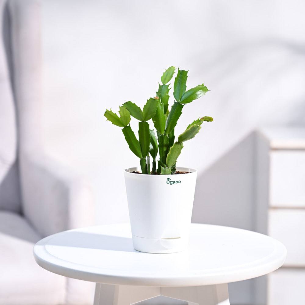 Christmas Cactus