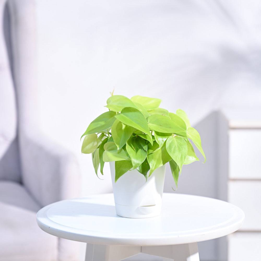 Philodendron Oxycardium Golden Plant