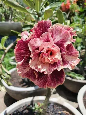 Rosey Verity Grafted Adenium Plant ( Pack of 1) Buy @ ₹499