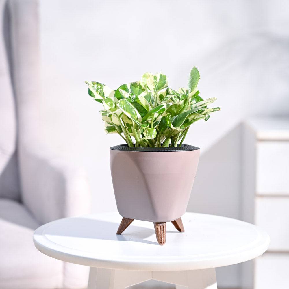 Money Plant N'Joy