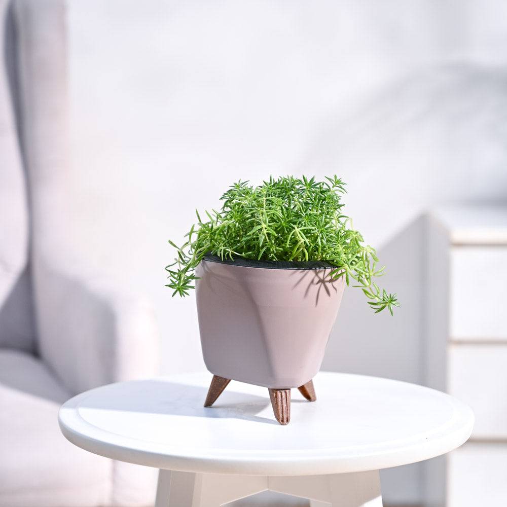 Golden Sedum Plant