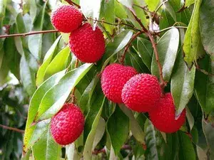 Litchi (Bombai) Hybrid Live Plant (Pack of 1) Buy @ ₹499