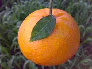 Live Orange Kinnow Mandarin (Grafted) - Fruit Plants & Tree (PACK OF 1) Healthy Orange Fruit Plant Buy @ ₹499