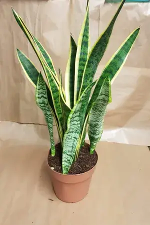 Low Maintenance Yellow Snake Plant (Air Purifying) Best Indoor/Outdoor Plant (Pack Of 1) Buy @ ₹449