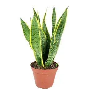 Low Maintenance Yellow Snake Plant (Air Purifying) Best Indoor/Outdoor Plant (Pack Of 1) Buy @ ₹449