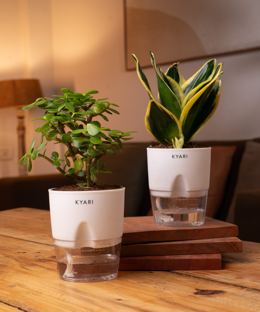 Set of 2 - Green Snake & Lucky Jade Plant Deal