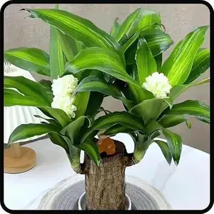 Healthy & Lucky Brazil Wood Potted Indoor Plant For Living Room | Feng Shui Plant | Without Pot | Pack Of 1 Buy @ ₹299
