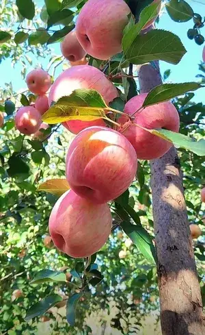 Himachal Pradesh Pacific Rose Variety Apple Fruit Live Plant, Best Seller Hybrid Apple Plant For Gardening Limited Stock ,, (Pack Of 1) Buy @ ₹499