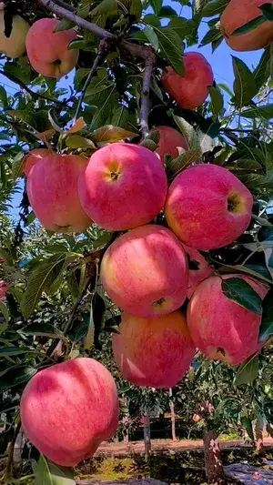 Himachal Pradesh Pacific Rose Variety Apple Fruit Live Plant, Best Seller Hybrid Apple Plant For Gardening Limited Stock ,, (Pack Of 1) Buy @ ₹499