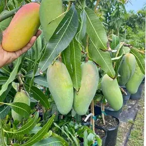Mahachanok Hybrid Mango Fruit Live Plant & Tree For Garden Mahachanook Healthy Mango Plant (Grafted, Pack Of 1) Buy @ ₹499