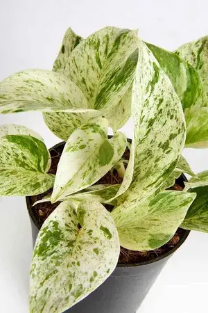 Marble Money Plant (Pack Of 1) Buy @ ₹499