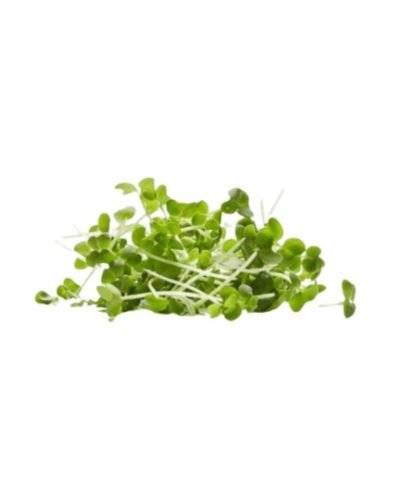 Micro Greens Mustard leaves (Approx. 50 Gm) Buy only at ₹190