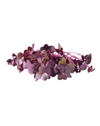 Micro Greens Radish (Approx. 50 Gm) Buy only at ₹190