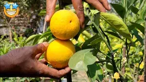 Misoriyo Malta Mosambi Variety Grafted Orange Plant All Time Variety Grafted Fruit Live Plants & Tree(1.5-2 Ft Size) Healthy Plant In Nursery Grow Bag Pack of 1 Buy @ ₹499