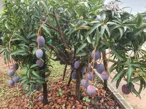 Miyazaki (Purple) Delicious Mango Plant & Tree (1.5-3.5 Ft Height) Pack Of 1 Buy @ ₹699