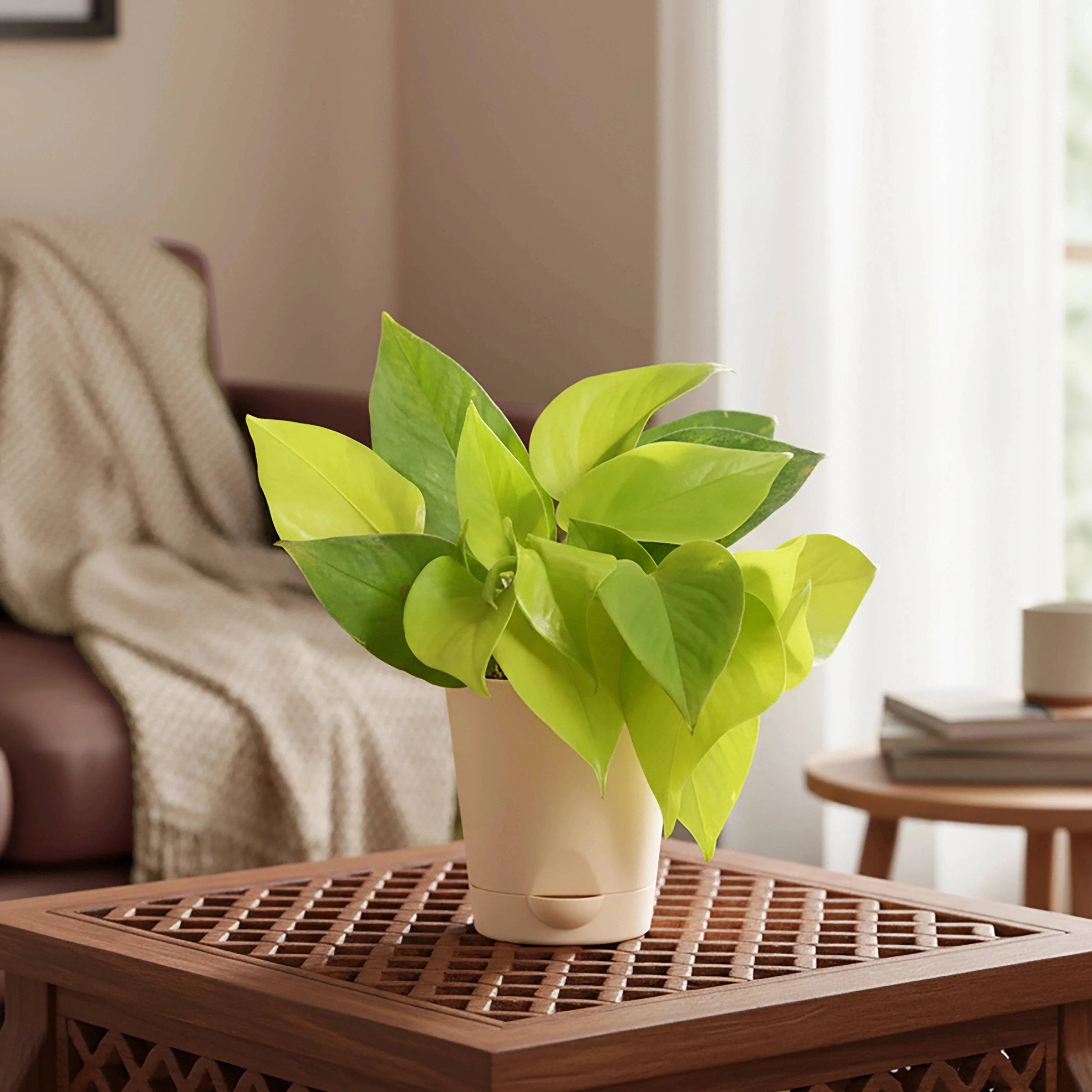 Money Plant Golden