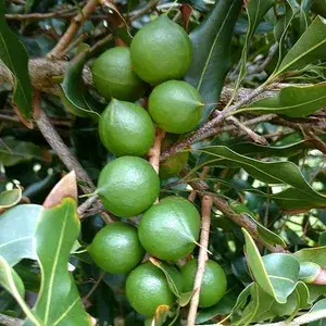 Most Costly Macadamia Nut Live Plant & Tree (1.5-3.5 Ft Height) For Home Garden Macadamia Nut Healthy Fruit Plant (Pack Of 1) Buy @ ₹699