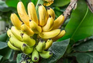 Most Popular Singapuri Banana Healthy Fruit Plant & Tree For Garden (1.5-3.5 Ft Height) Pack Of 1 Buy @ ₹399