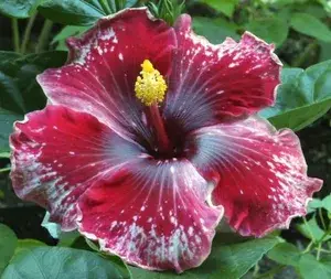 Multicolor Hibiscus (Hidden Valley ) Flowering Plant (Grafted, Pack Of 1) Buy @ ₹499