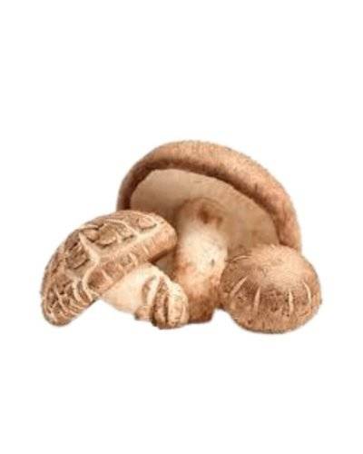 Mushroom Shiitake (Approx.1Kg ) Buy only at ₹1999
