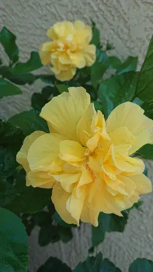 All Season Gardens (Light Yellow ) Rare Hibiscus Double Decker Flower Plant Buy @ ₹499