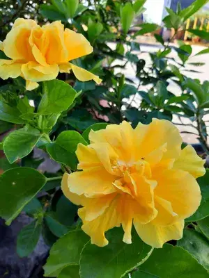 All Season Gardens (Light Yellow ) Rare Hibiscus Double Decker Flower Plant Buy @ ₹499