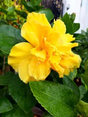 All Season Gardens (Light Yellow ) Rare Hibiscus Double Decker Flower Plant Buy @ ₹499