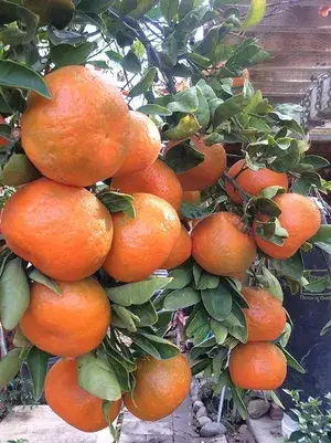 Nagpur Orange (Grafted) - Fruit Plants & Tree (1.5-2.5 Ft Size) Hybrid Healthy Plant And Tree Buy @ ₹499