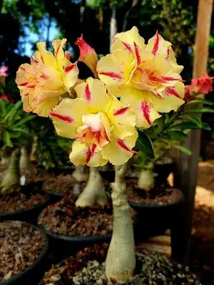 Rosey Verity Grafted Adenium Plant ( Pack of 1) For Enhance Your Home Garden Beauty Buy @ ₹499