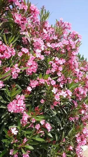 Oleander (Pink) Flowering Live Plant For Shrub/Home Gardening (Pack Of 1) Buy @ ₹549