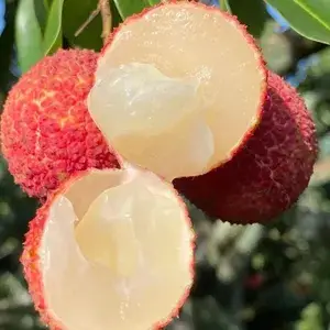 Seedless Litchi Lychee plant Air Layering CHINA 3 Variety Litchi Chinese's Sweet Tasty Hybrid Litchi Live Plant 1.5-2 Ft Buy @ ₹499