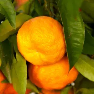 Orange Amoa 8 (Grafted) Hybrid Fruit Plant (Pack of 1) Buy @ ₹749