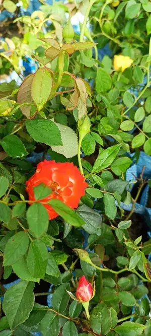 Orange Rose Flower Plant (Pack Of 1) Buy @ ₹499
