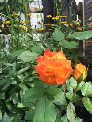 Orange Rose 1.5-3.5 Ft Flower Plant (Pack Of 1) Buy @ ₹499