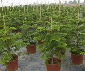 Orcriya cuki /Araucaria Cunninghamii Live Plant (Pack Of 1) Buy @ ₹499